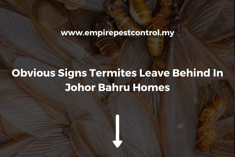 Obvious Signs Termites Leave Behind In Johor Bahru Homes