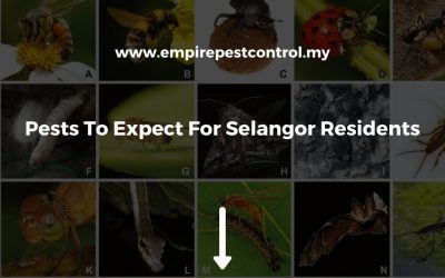 Pests To Expect For Selangor Residents