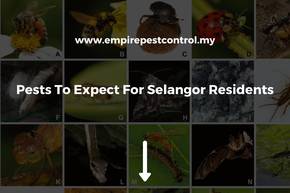 Pests To Expect For Selangor Residents