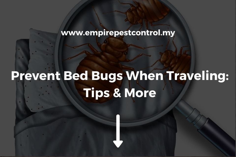 Prevent Bed Bugs When Traveling: Tips & More