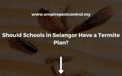 Should Schools in Selangor Have a Termite Plan?