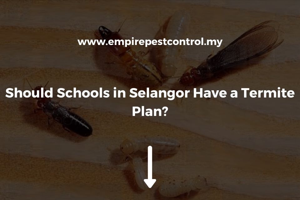 Should Schools in Selangor Have a Termite Plan?