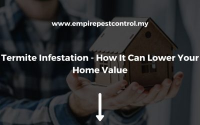 Termite Infestation – How It Can Lower Your Home Value