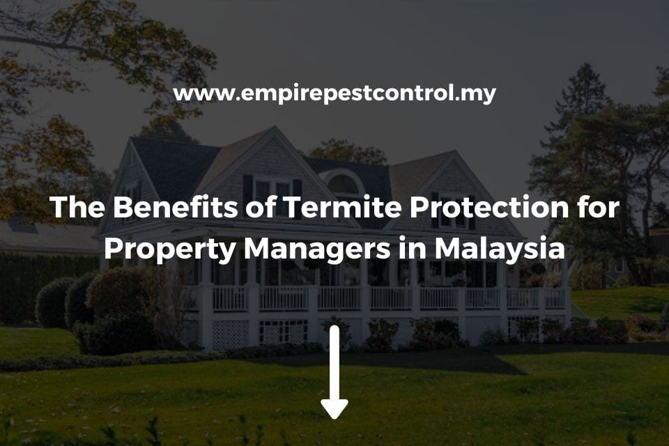 The Benefits of Termite Protection for Property Managers in Malaysia