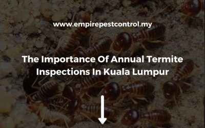 The Importance Of Annual Termite Inspections In Kuala Lumpur