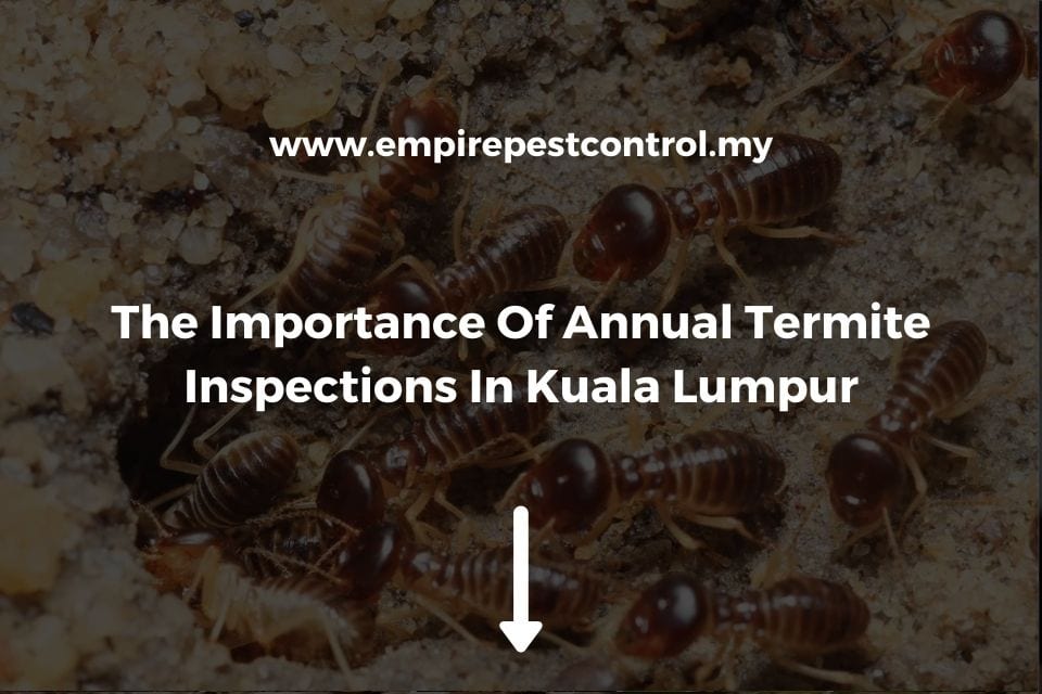 The Importance Of Annual Termite Inspections In Kuala Lumpur