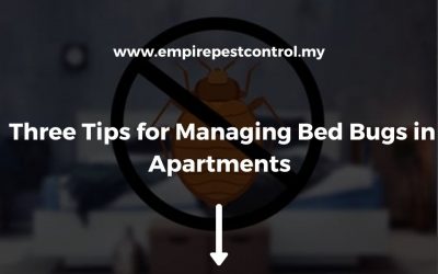 Three Tips for Managing Bed Bugs in Apartments 