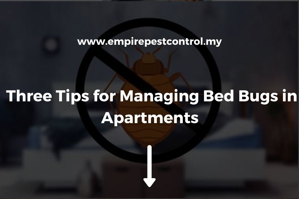 Three Tips for Managing Bed Bugs in Apartments 