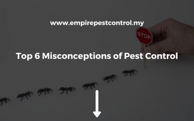 Top 6 Misconceptions of Pest Control