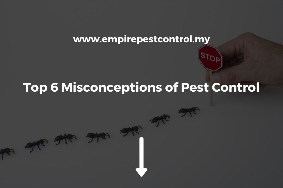 Top 6 Misconceptions of Pest Control