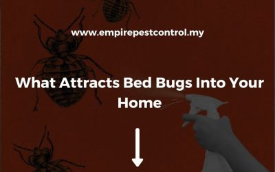 What Attracts Bed Bugs Into Your Home