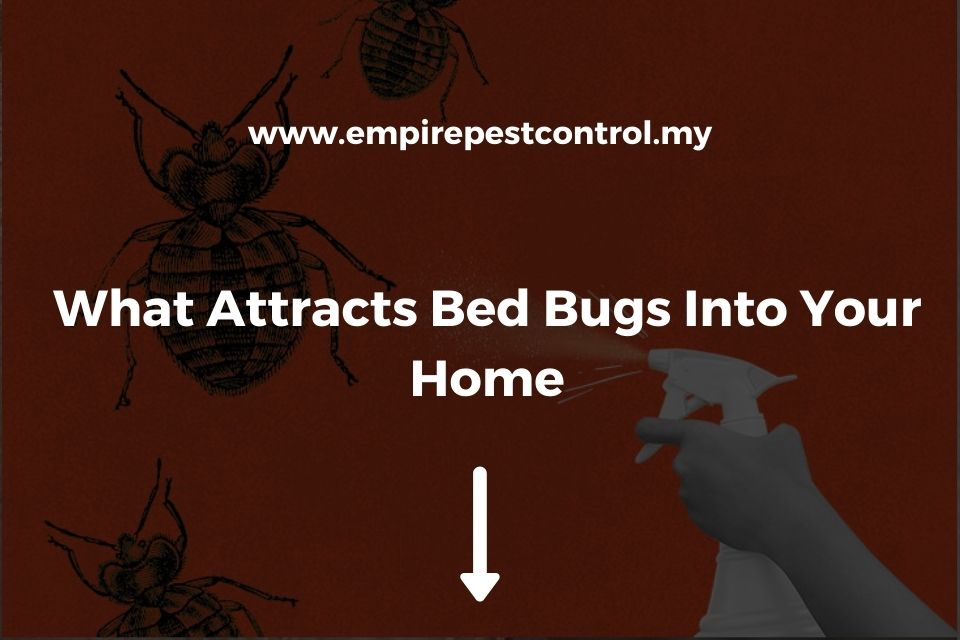 What Attracts Bed Bugs Into Your Home
