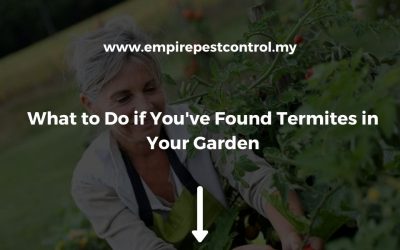 What to Do if You’ve Found Termites in Your Garden