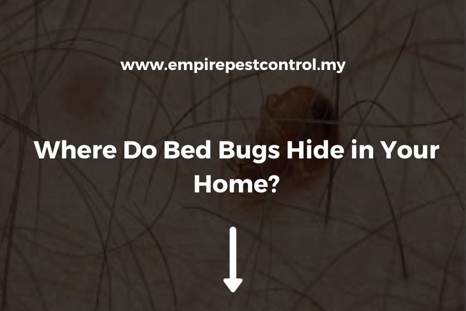 Where Do Bed Bugs Hide in Your Home