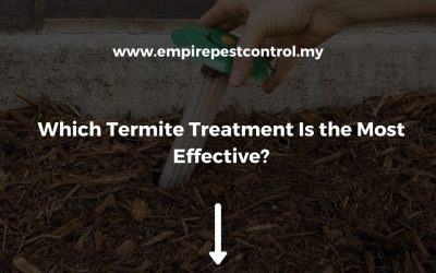 Which Termite Treatment is the Most Effective?