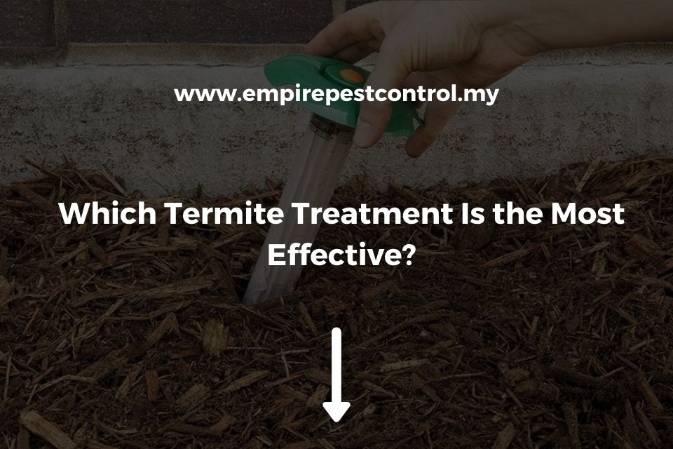 Which Termite Treatment Is the Most Effective?