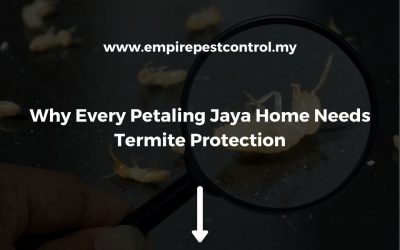 Why Every Petaling Jaya Home Needs Termite Protection
