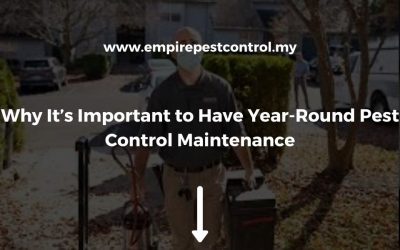 Why It’s Important to Have Year-Round Pest Control Maintenance