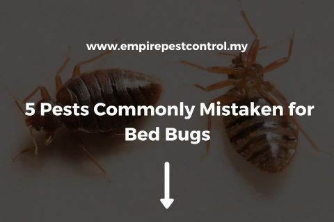 Detailed What Bugs Can Be Mistaken For Bed Bugs Image for Mobile Detailed What Bugs Can Be Mistaken For Bed Bugs Image for Mobile