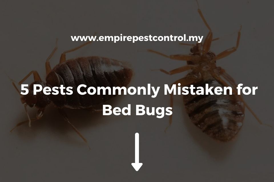 5 Pests Commonly Mistaken for Bed Bugs
