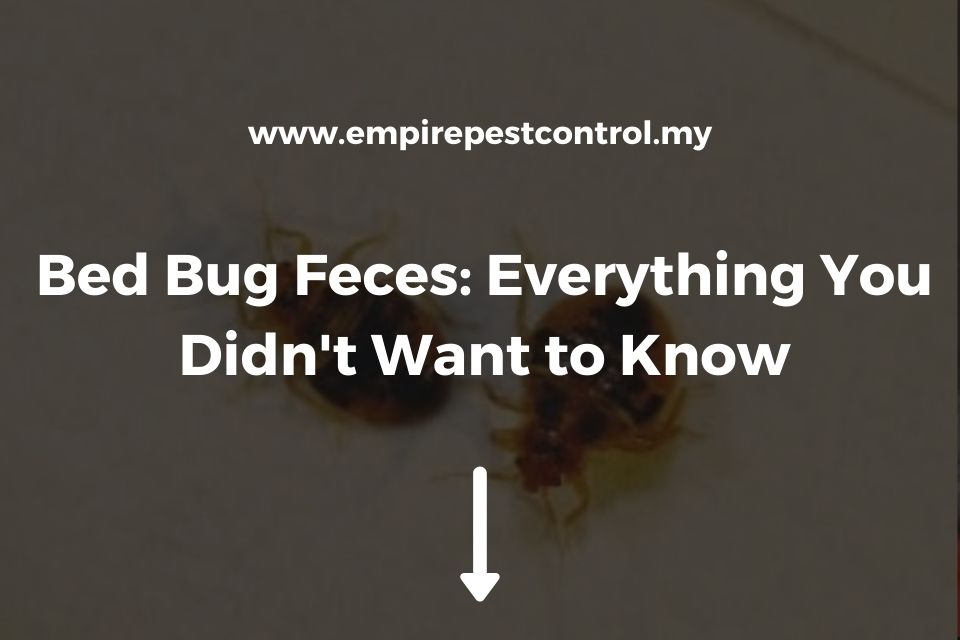 Bed Bug Feces: Everything You Didn't Want to Know