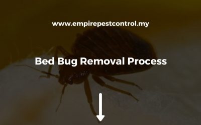 Bed Bug Removal Process