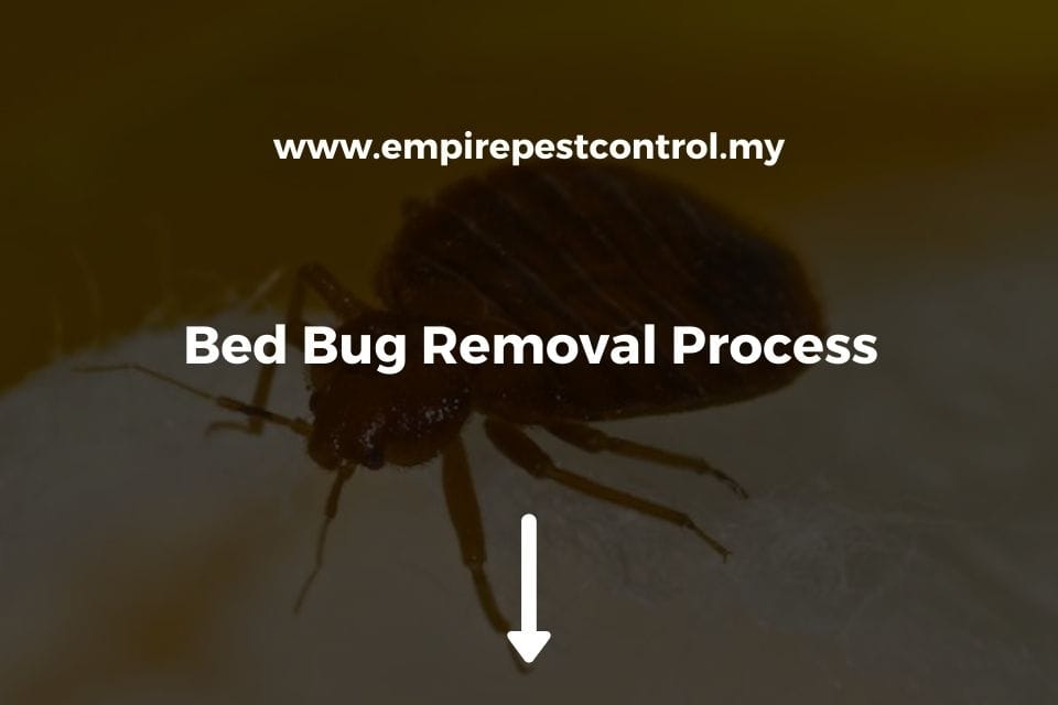 Bed Bug Removal Process