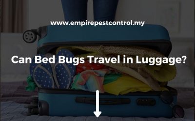 Can Bed Bugs Travel in Luggage?