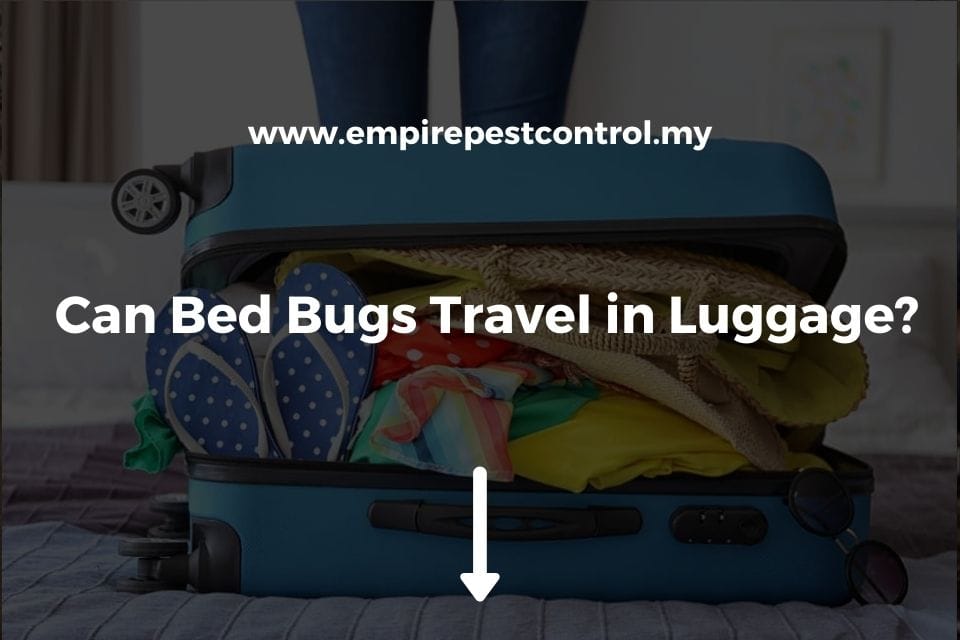 Can Bed Bugs Travel in Luggage?