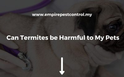 Can Termites be Harmful to My Pets?
