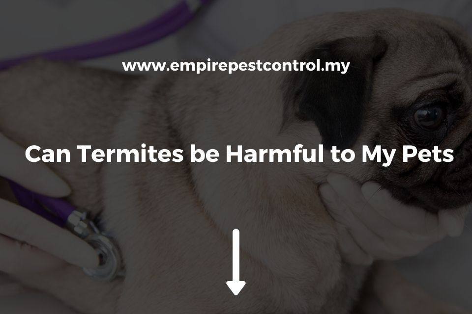 Can Termites be Harmful to My Pets?