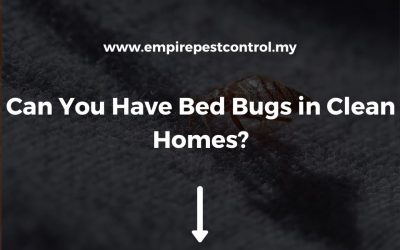 Can You Have Bed Bugs in Clean Homes?