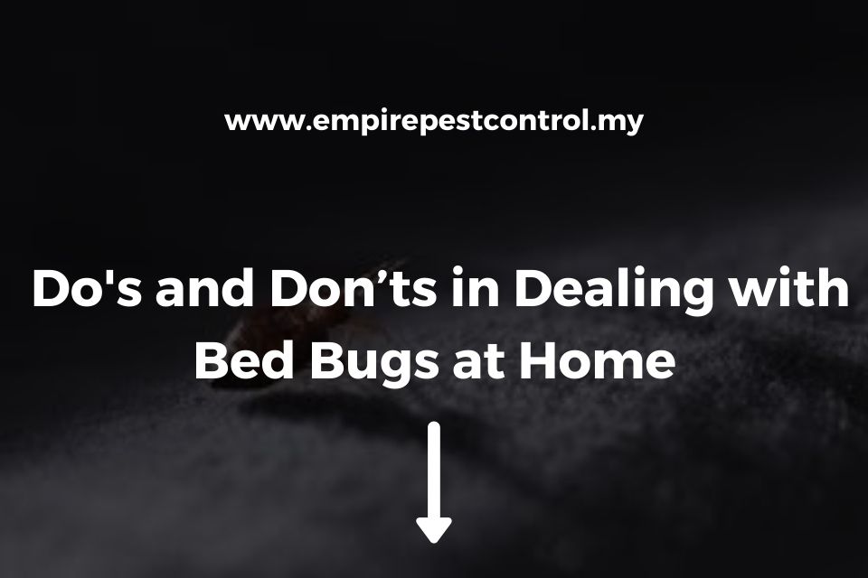 Do's and Don’ts in Dealing with Bed Bugs at Home