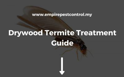 Drywood Termite Treatment Guide