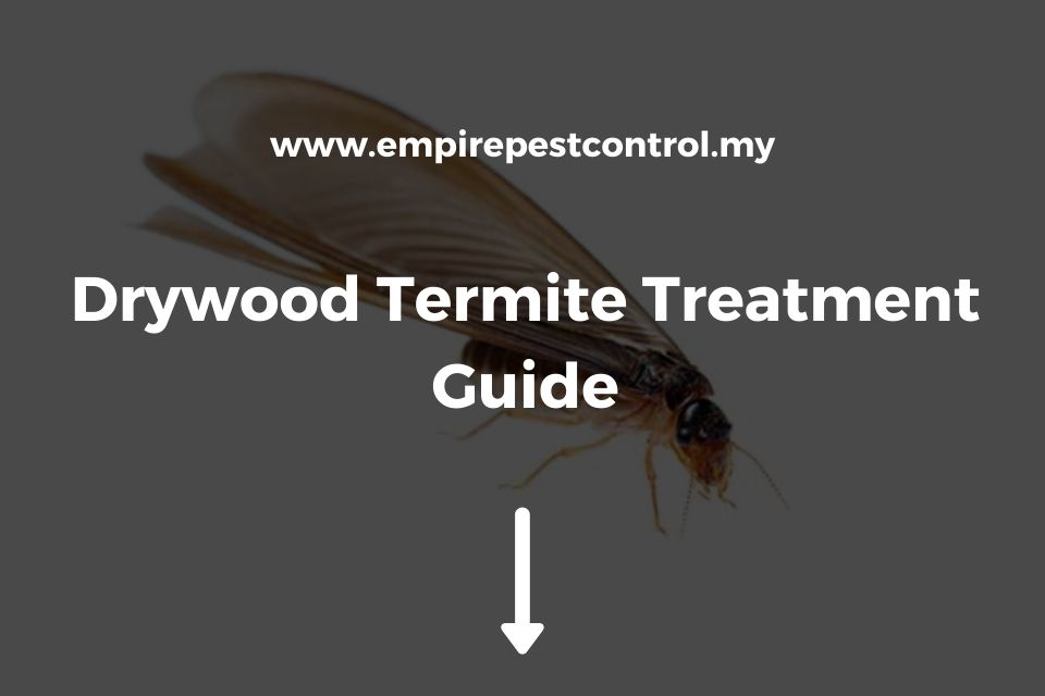 Drywood Termite Treatment Guide