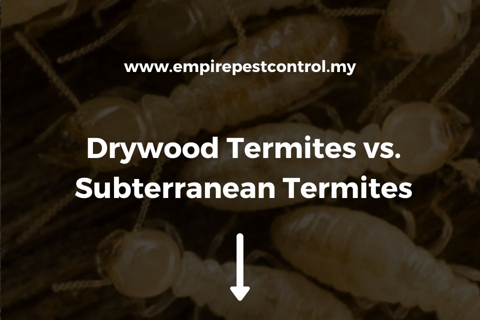 Drywood Termites vs. Subterranean Termites