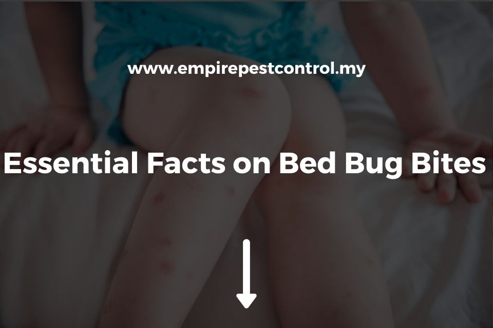 Essential Facts on Bed Bug Bites