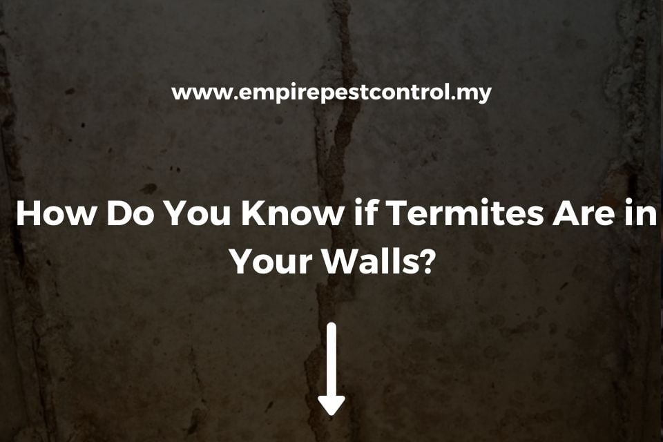 How Do You Know if Termites Are in Your Walls?