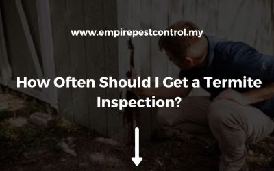 How Often Should I Get a Termite Inspection?
