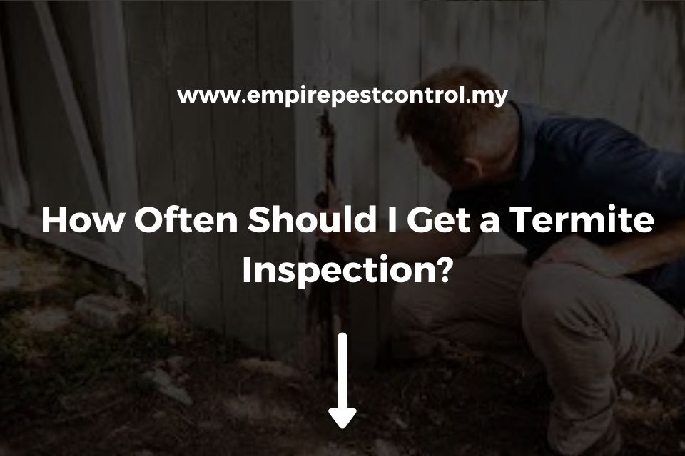 How Often Should I Get a Termite Inspection?