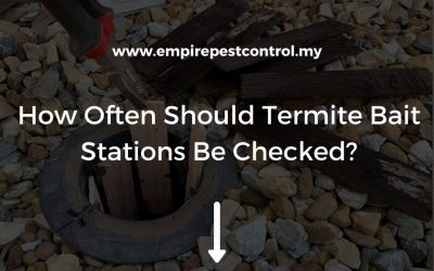 How Often Should Termite Bait Stations Be Checked?