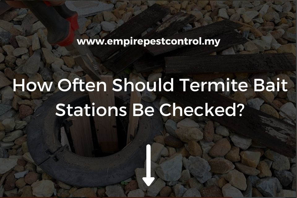 How Often Should Termite Bait Stations Be Checked?