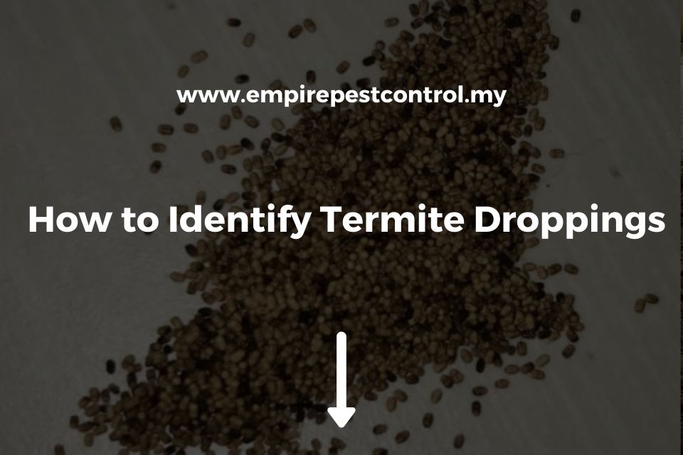 How to Identify Termite Droppings