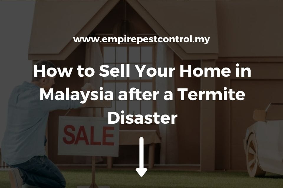 How to Sell Your Home in Malaysia after a Termite Disaster