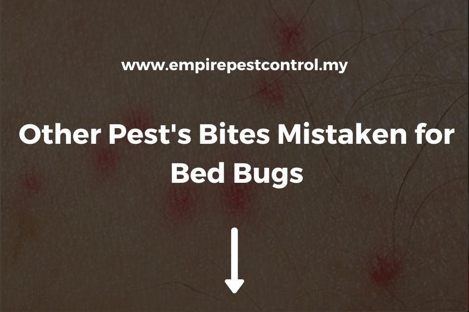 Other Pest's Bites Mistaken for Bed Bugs