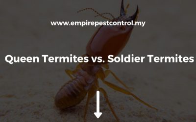Queen Termites vs. Soldier Termites