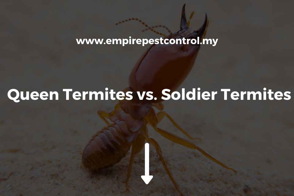 Queen Termites vs. Soldier Termites