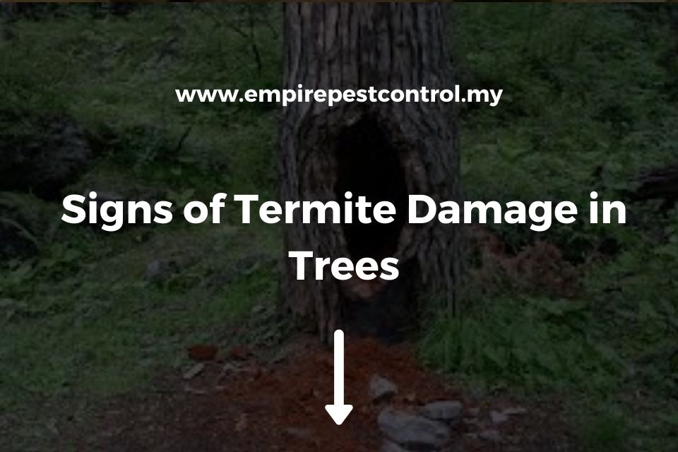 Signs of Termite Damage in Trees