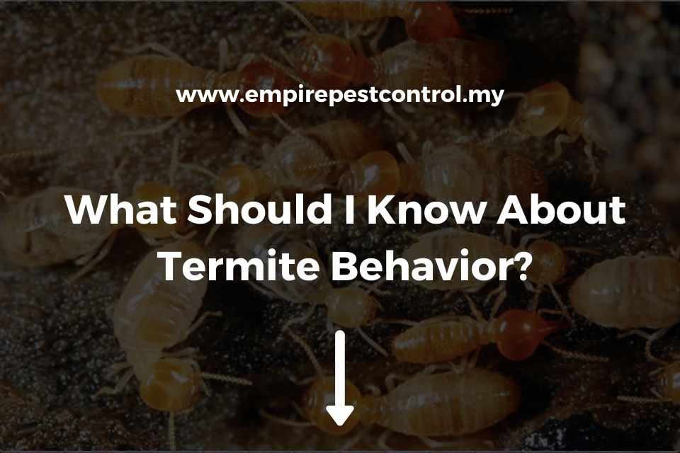 What Should I Know About Termite Behavior