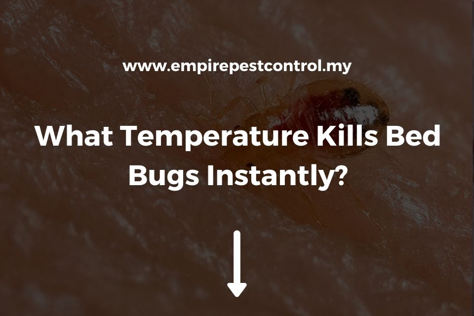 What Temperature Kills Bed Bugs Instantly?